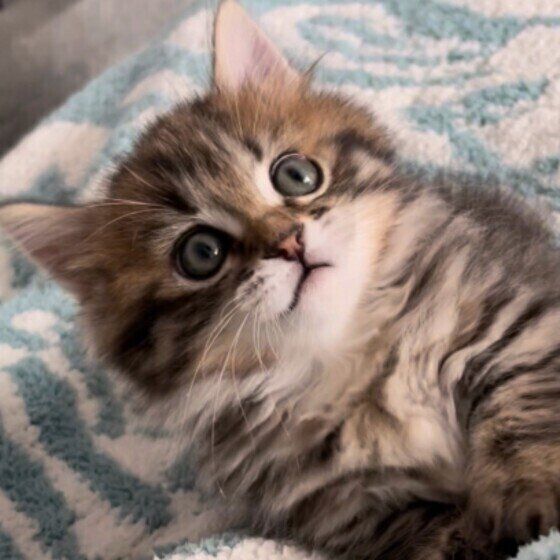 マンチカンのゆずちゃん