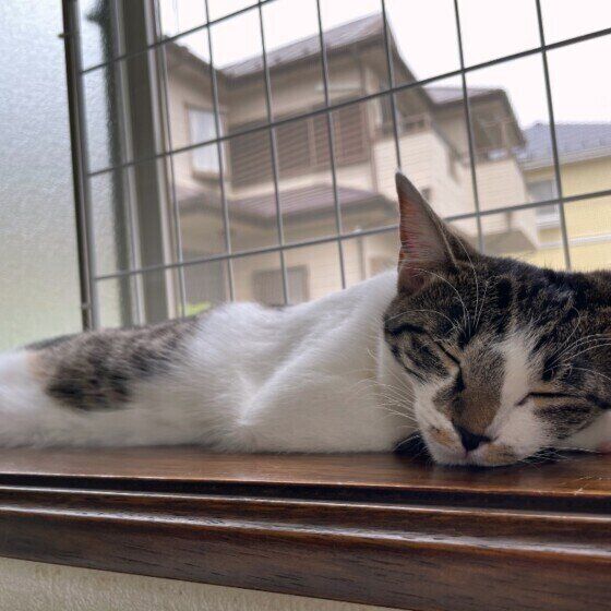 窓際で眠るキジトラ