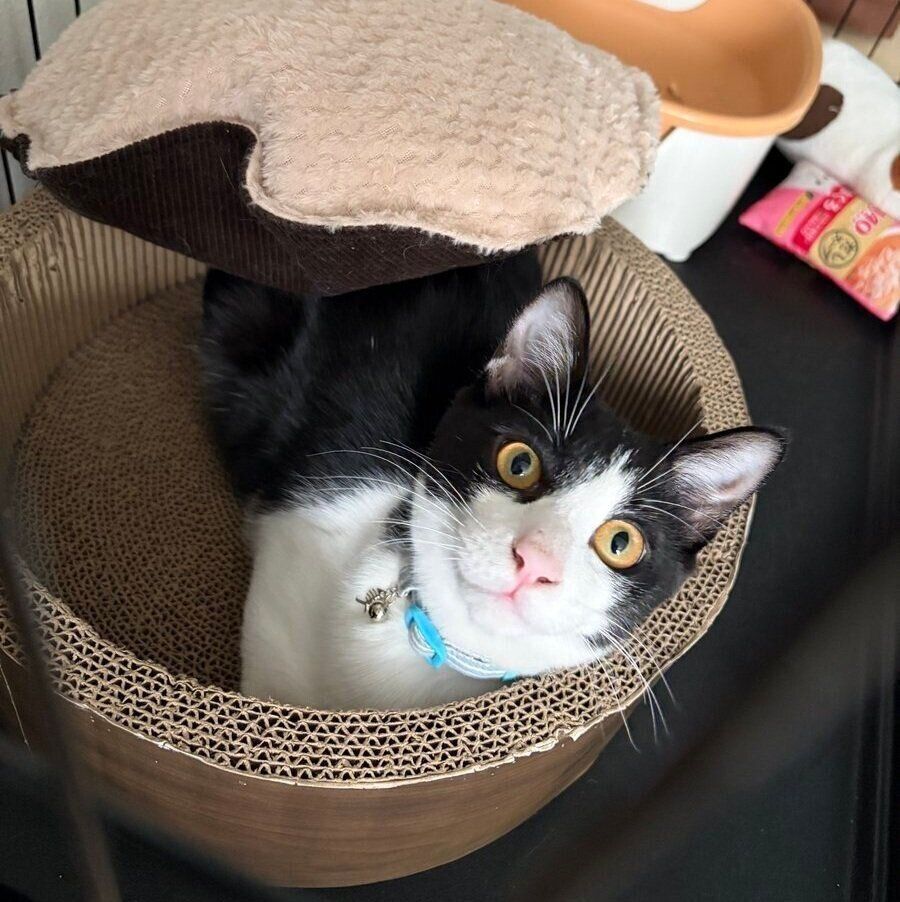 クッションを背負うもずくくん