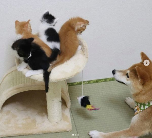 突然出会った4匹の子猫