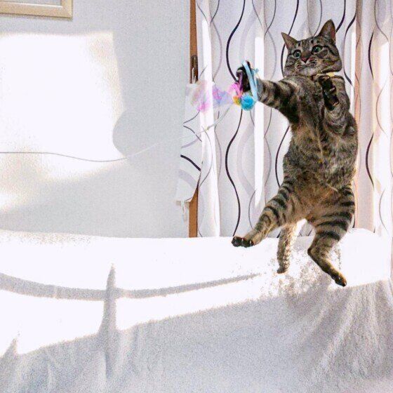 ジャンプした瞬間のかんなちゃん