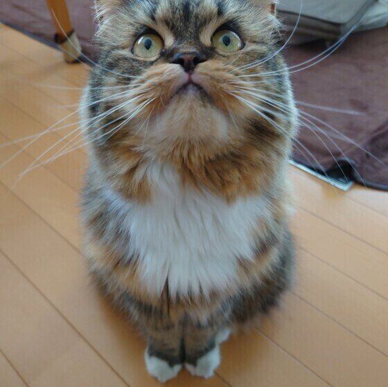 見上げるスコティッシュフォールド・ロングヘア