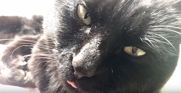 ベロを出す黒猫