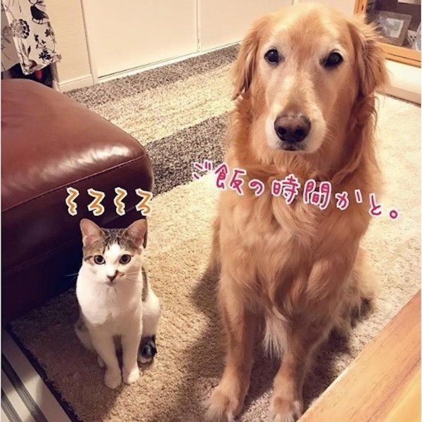 犬と猫が一緒に住むということ