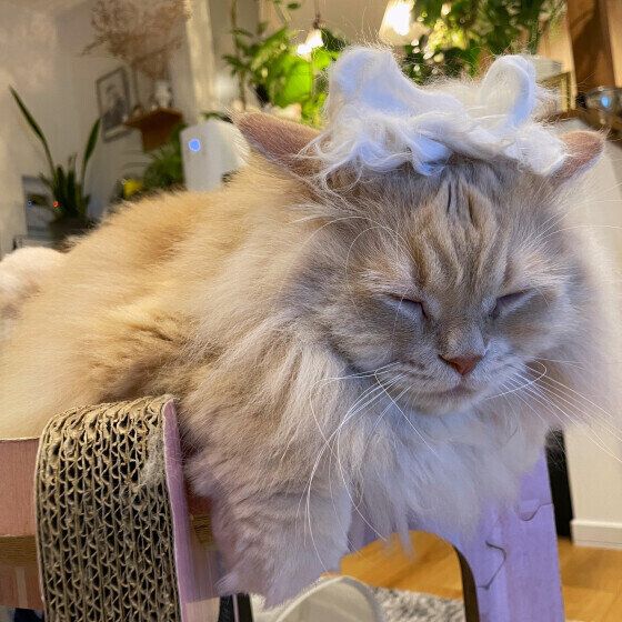 抜け毛を頭にのせるテオくん