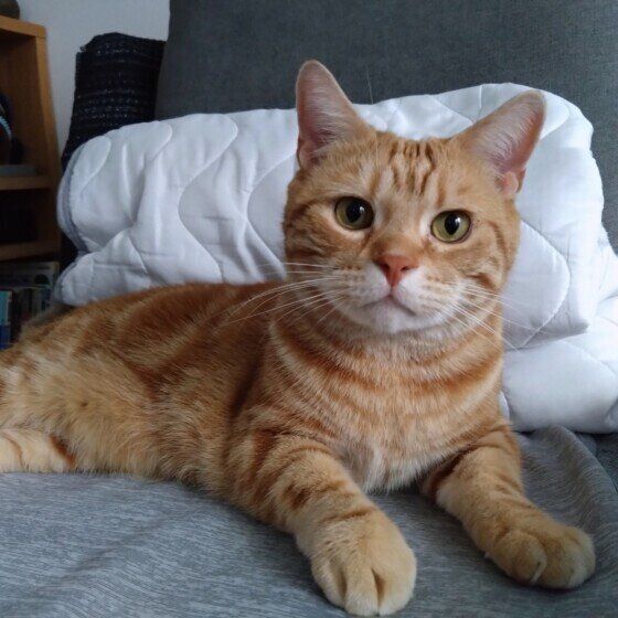 アメリカンショートヘアのれおくん