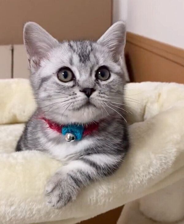 くつろぐあんみつちゃん