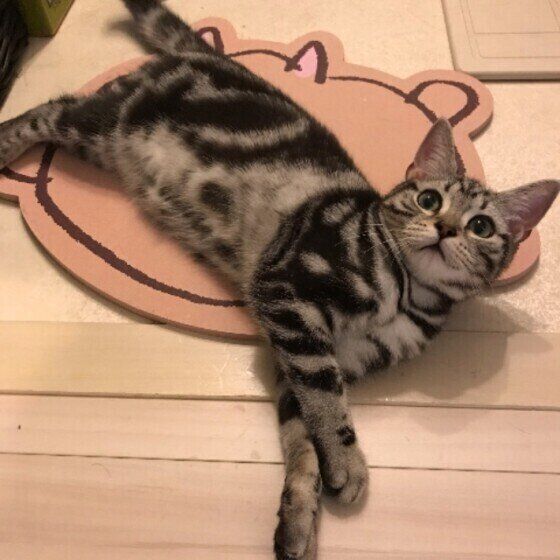 珪藻土マットでくつろぐアメリカンショートヘア