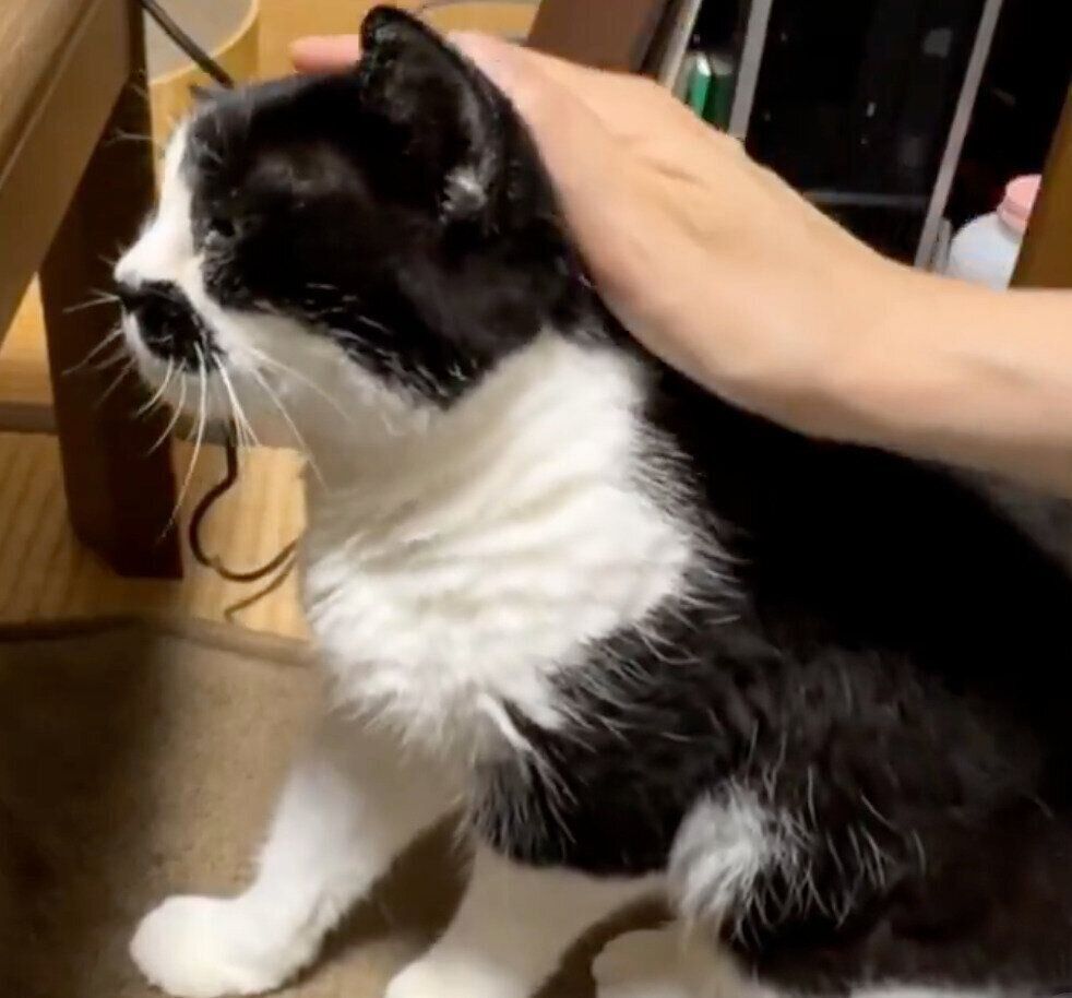 ナデナデの手を止めることを許さないドツちゃん