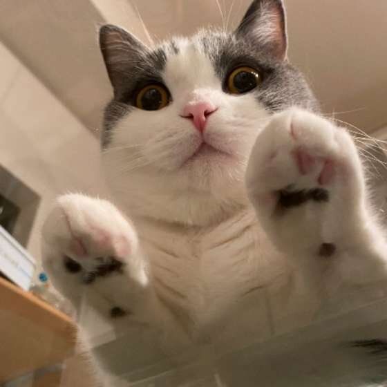 スコティッシュフォールドのシェリーちゃん