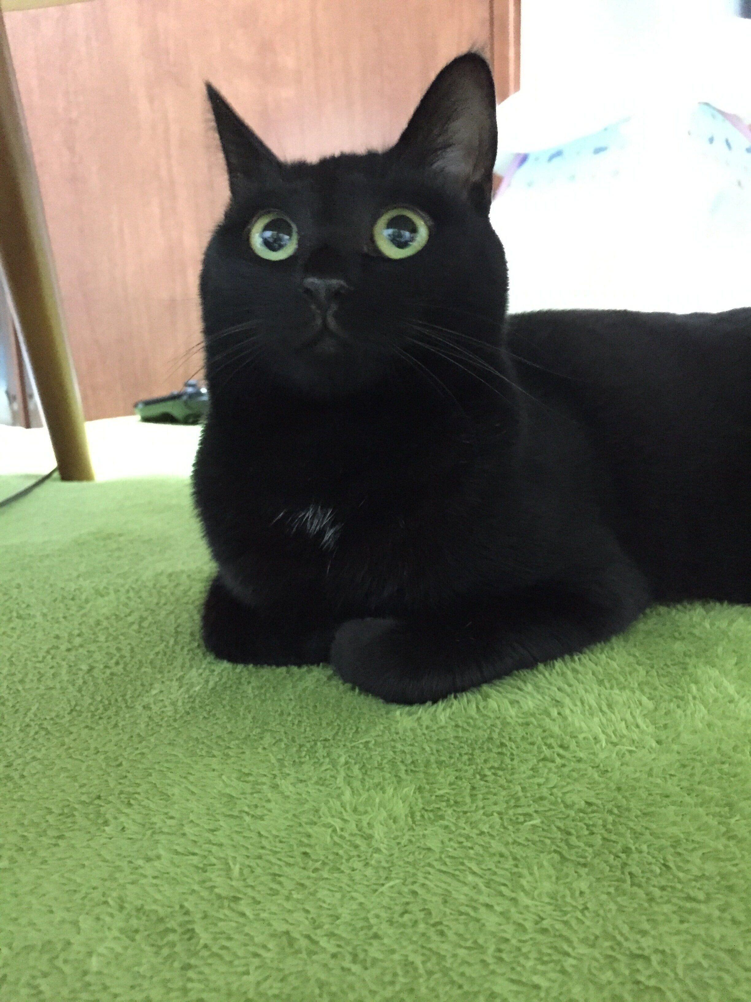 黒猫のクロエちゃん