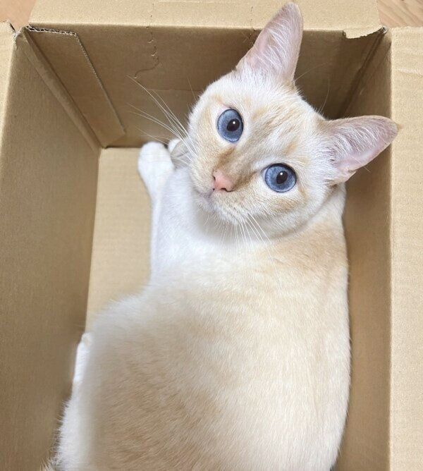 “笹かまぼこ”のひなたちゃん