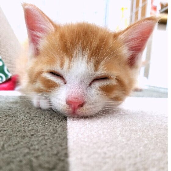 茶白のシャチくん