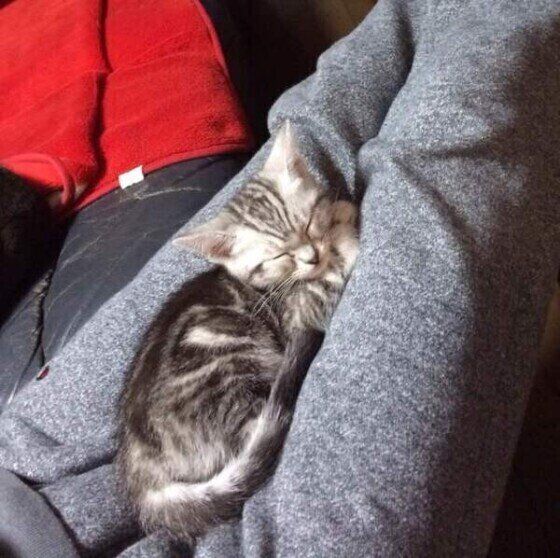 アメリカンショートヘアのティナちゃん