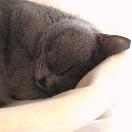 眠るシャルトリュー