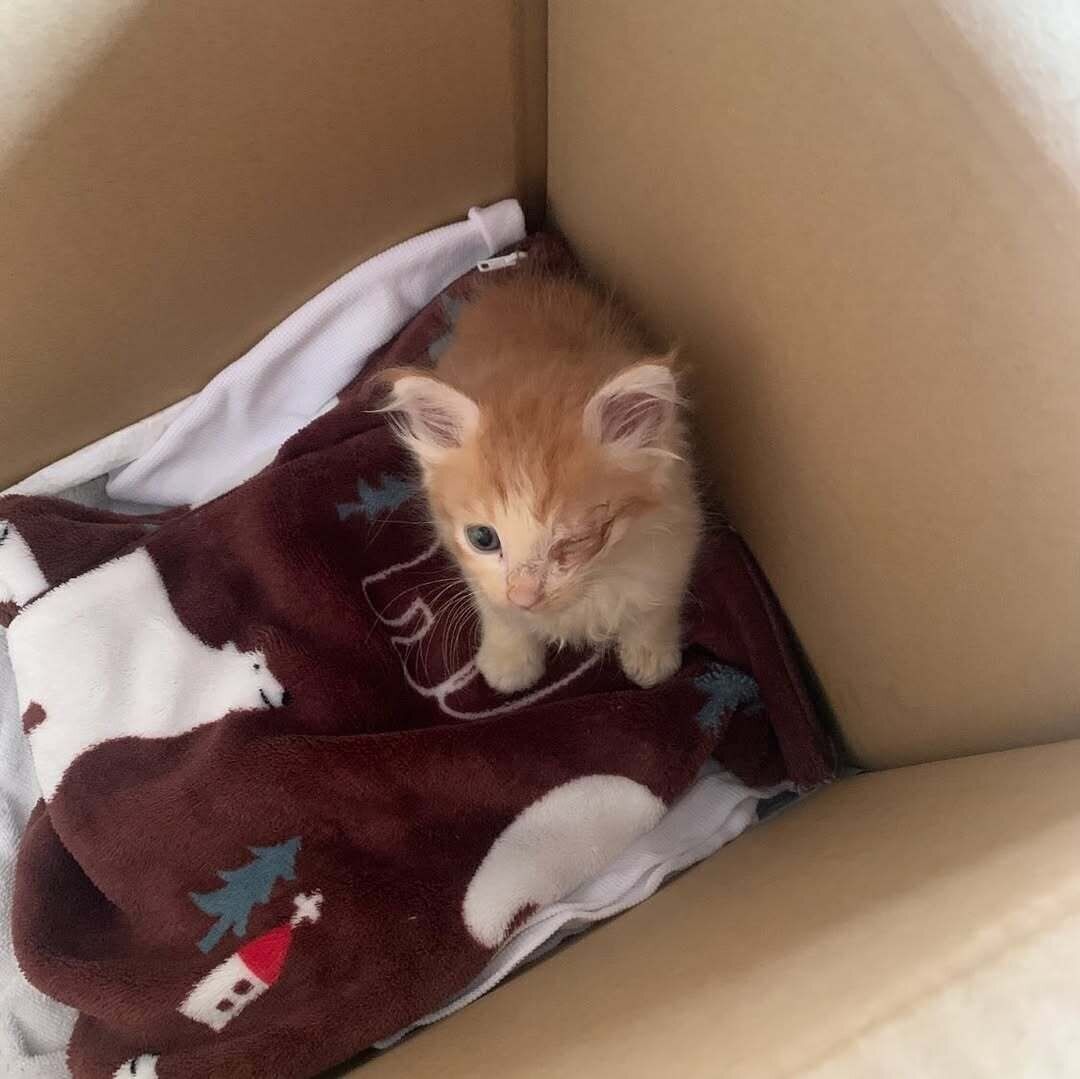 推定生後3週間の子猫