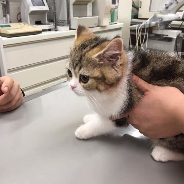 診察台にいるスコティッシュフォールド・ロングヘア