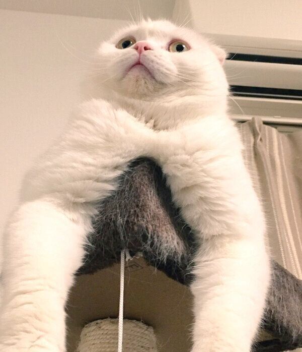 不思議な体勢でくつろぐむくちゃん