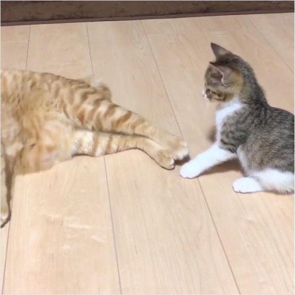 しっぽじゃらし大好きニャンコ