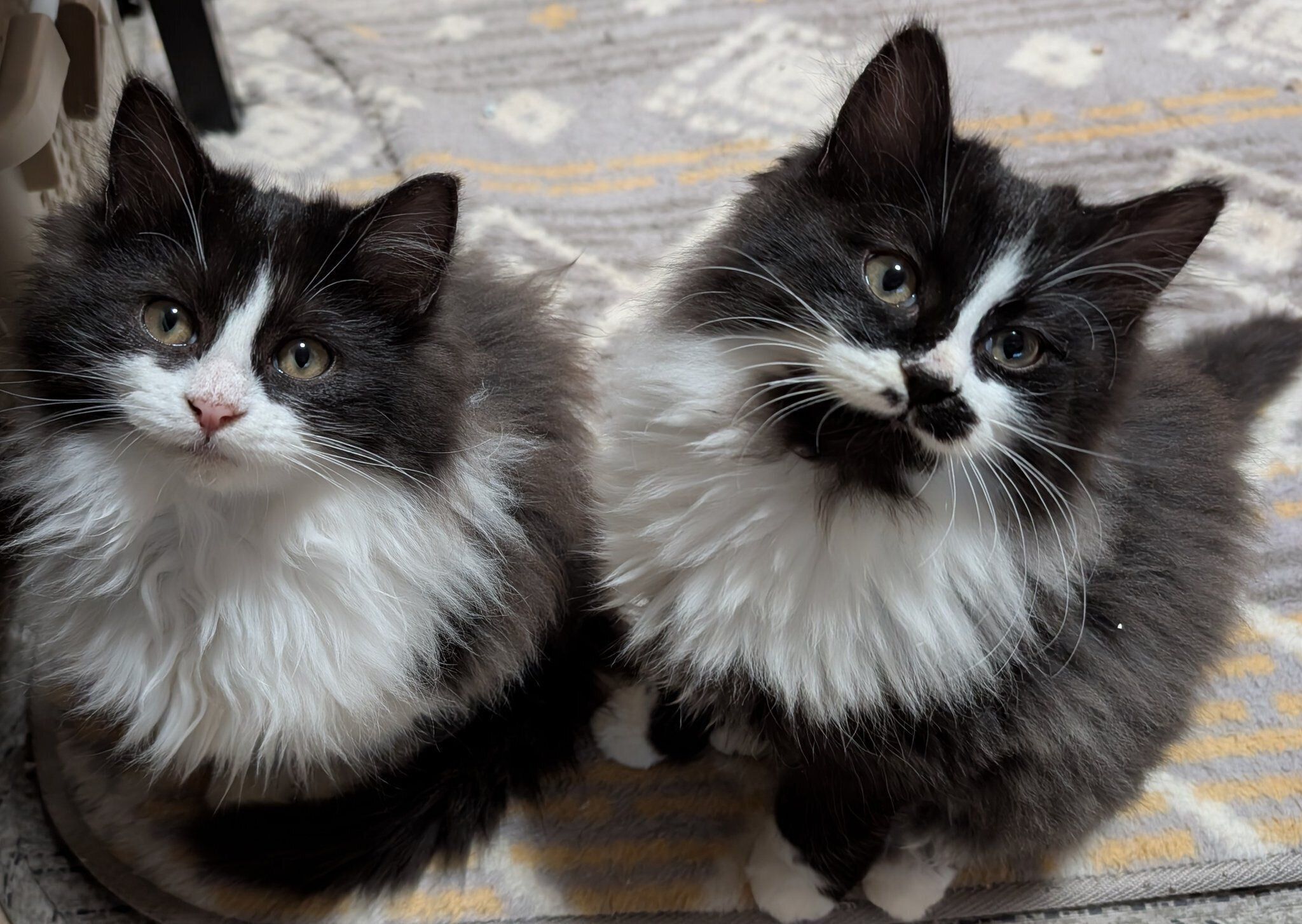生後3カ月の2匹の猫