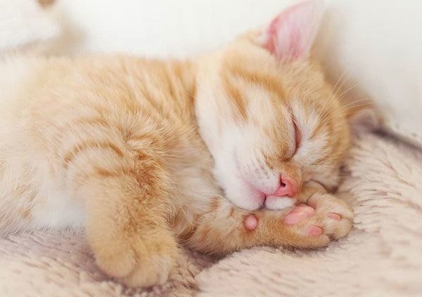 赤ちゃんのときのプリンちゃん