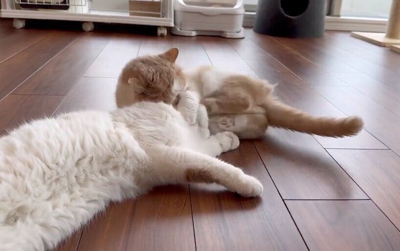 きなこちゃんに蹴られてしまうひるねくん