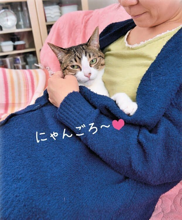 飼い主さんの上着の中に入る猫