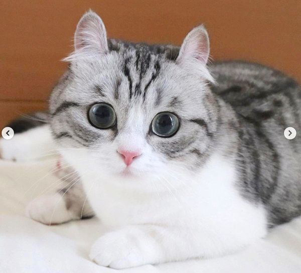 まんまるお目めがかわいいマンチカン