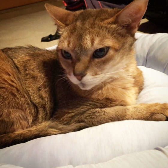 ベッドの上でくつろぐアビシニアン