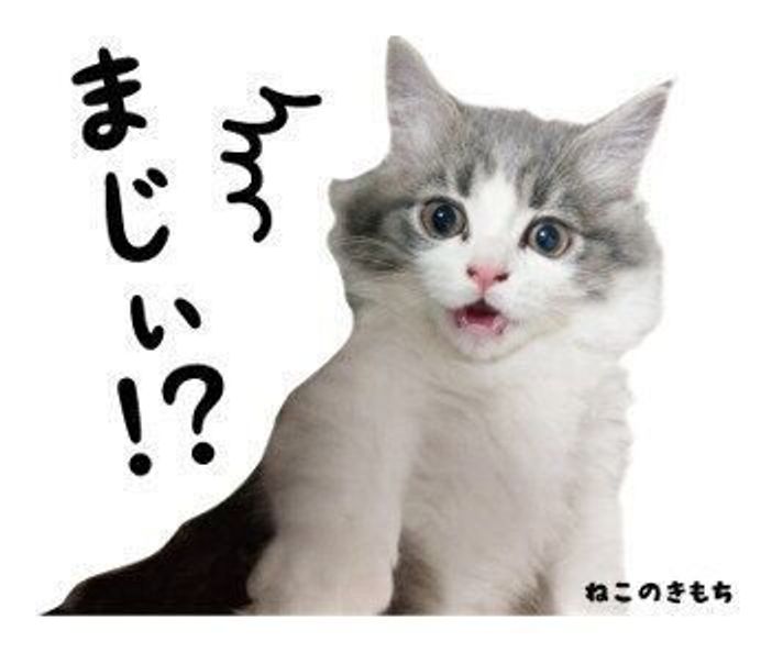 みんなでスタンプ あなたの愛猫がスタンプになれちゃうかも 公式アプリ投稿キャンペーン実施中 ねこのきもちweb Magazine みんなでスタンプ あなたの愛猫がスタンプになれちゃうかも 公式アプリ投稿キャンペーン実施中 ねこのきもちweb Magazine