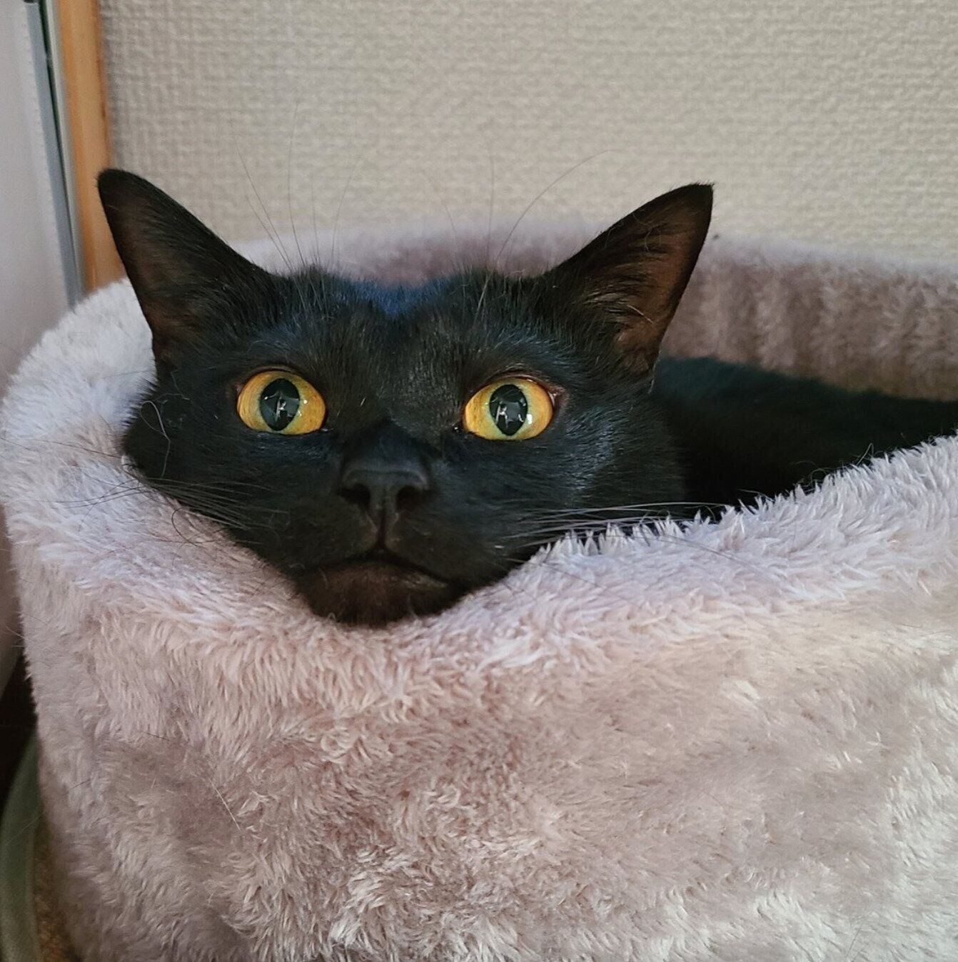 まったりする美神ちゃん