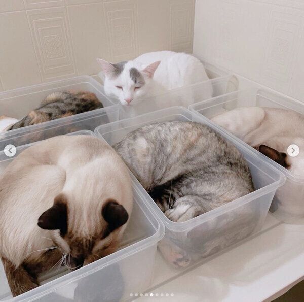 クリアケースに入る猫たち