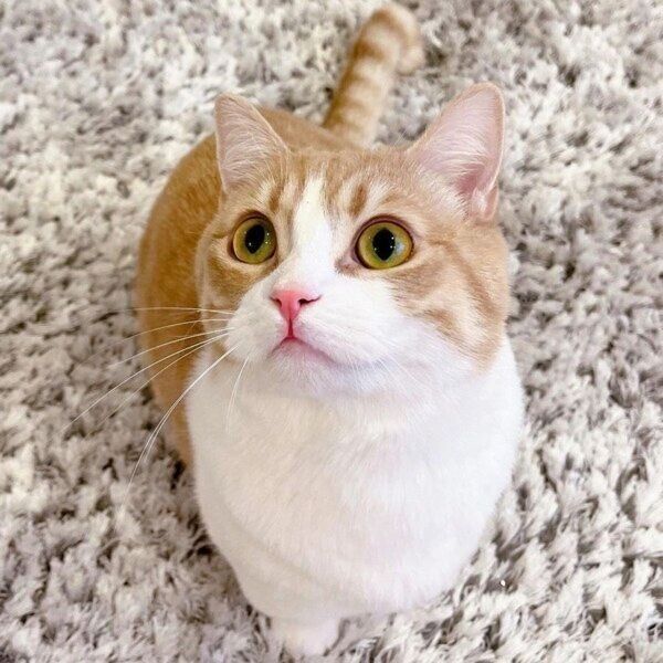 目がまんまるのミルくん