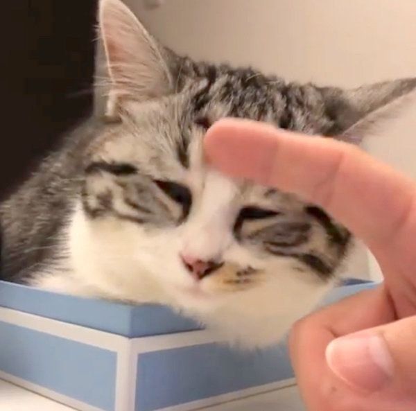 マッサージされるマンチカン