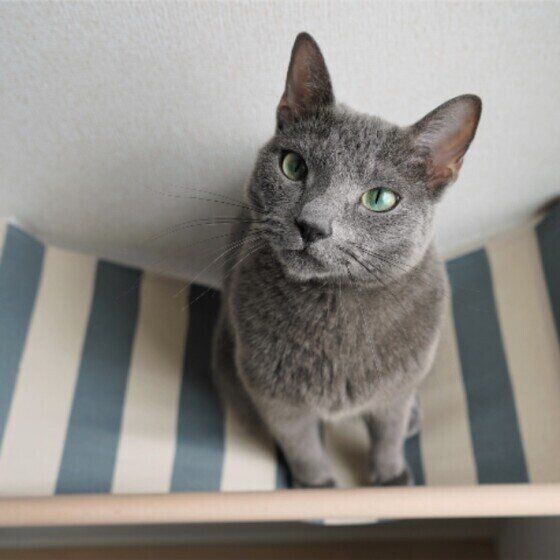 ロシアンブルーのルナちゃん