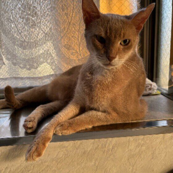 キッチンの出窓に座るココくん