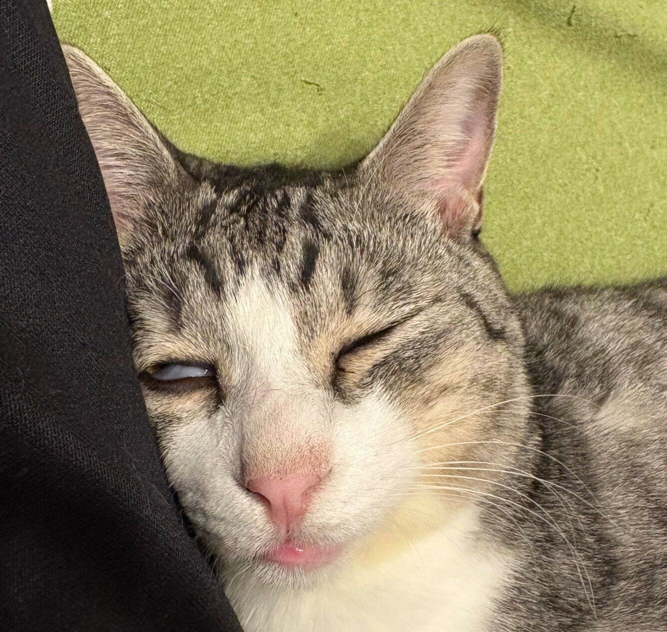 おもしろい寝顔を見せるサバシくん。