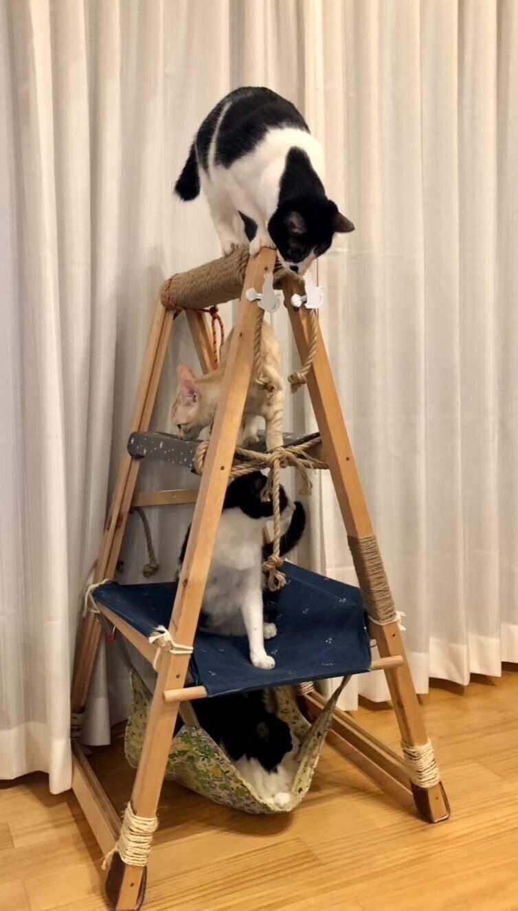 折りたたみ式のキャットタワーでくつろぐ猫