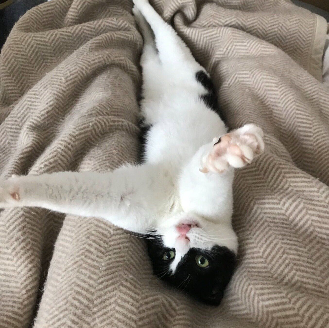 飼い主さんに甘えるこんぶくん