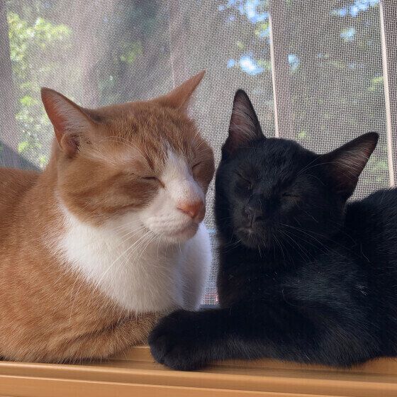 MIX 茶×白のたまちゃん