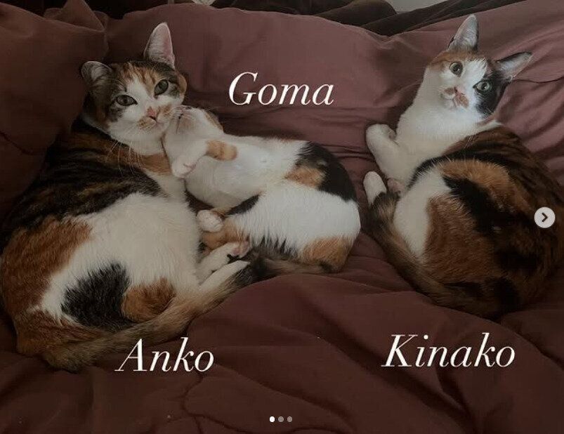 あんこちゃんとごまちゃんときなこちゃん