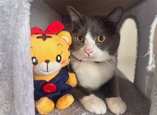 見つめるしらたまくん