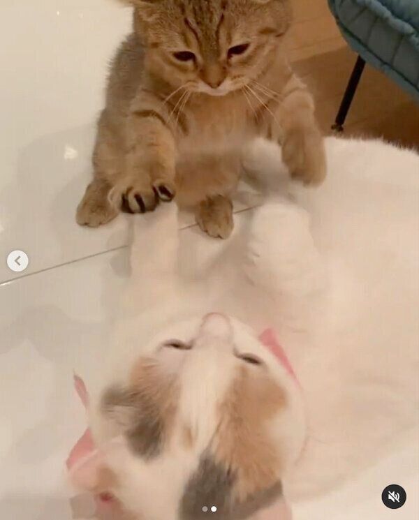 じゃれ合うしらすちゃん、にぼしちゃん