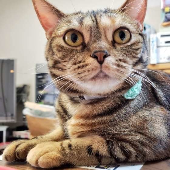 アメリカンショートヘアの凛ちゃん