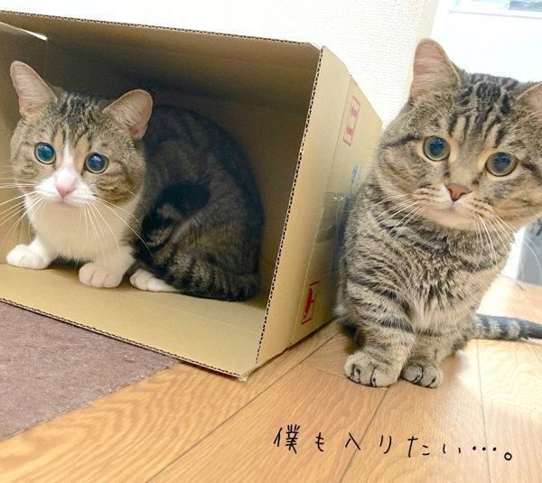 ダンボールの中に入るビアくんのそばにやってきたびすくん