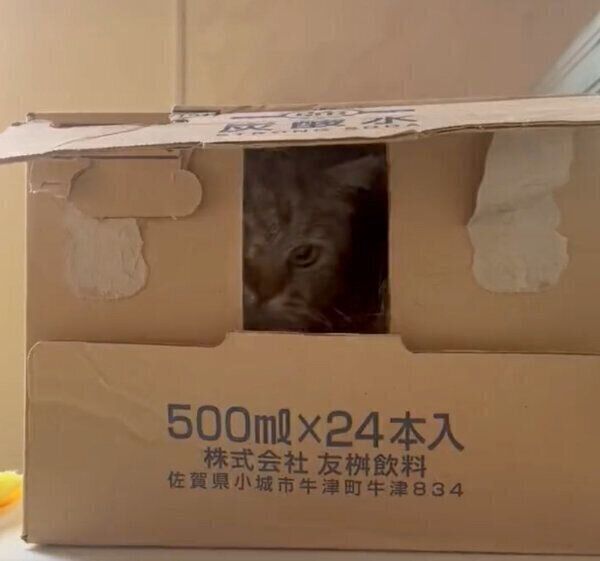 ダンボール箱の中で遊ぶチョパえもんくん