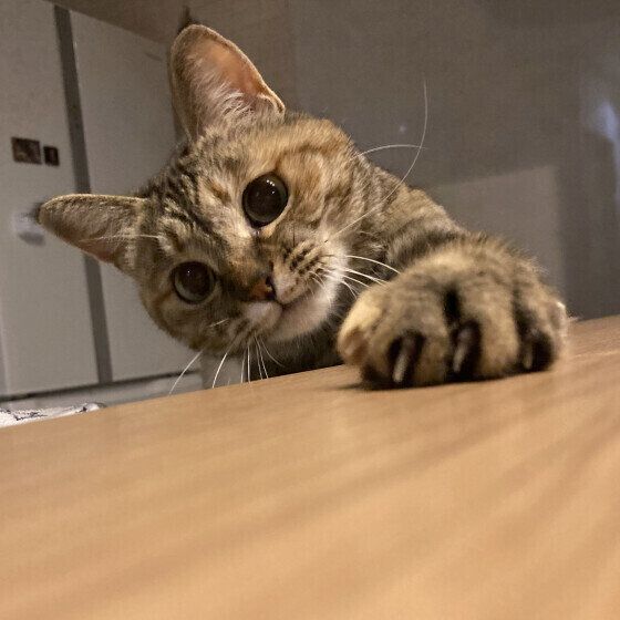 MIXキジトラ　あずき