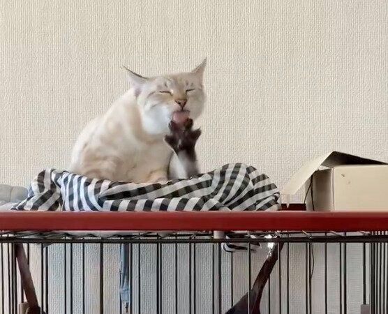毛づくろいをするふくるくん