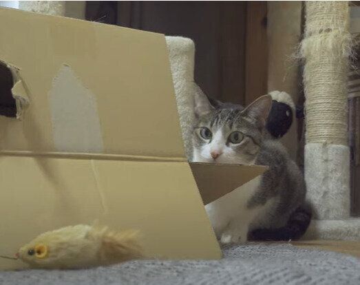 おもちゃで遊ぶおはぎちゃん