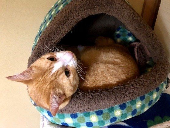 ベッドに入る猫